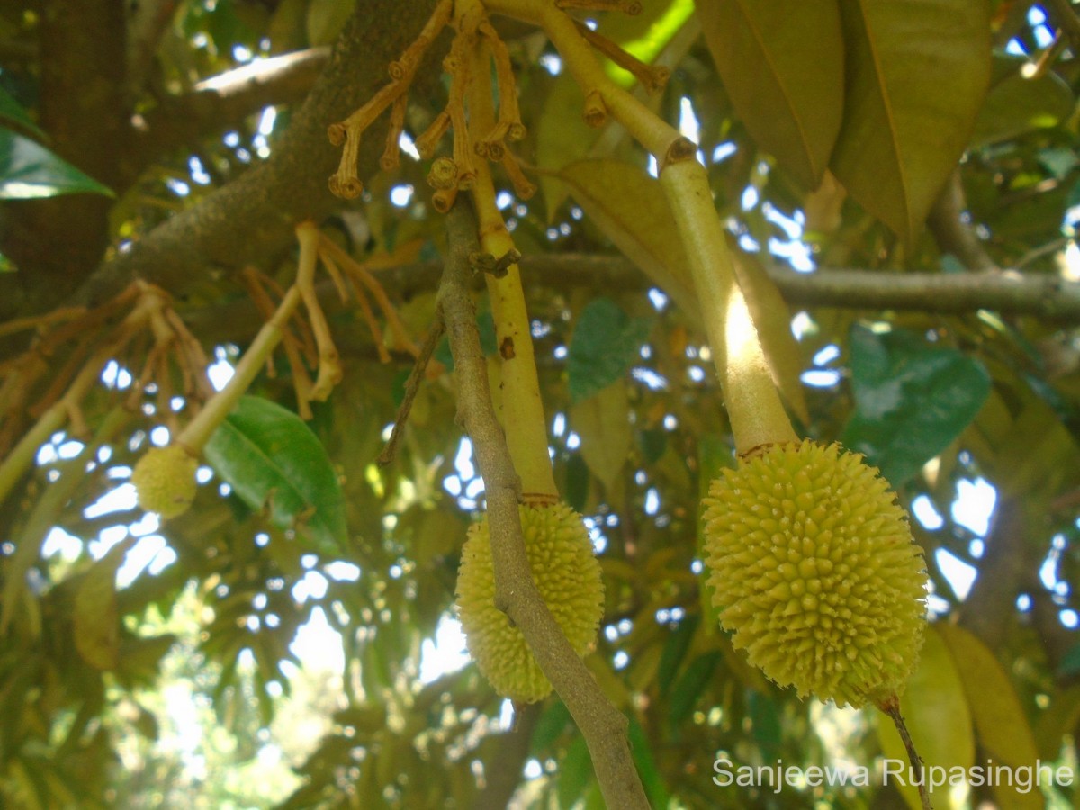 Durio zibethinus L.